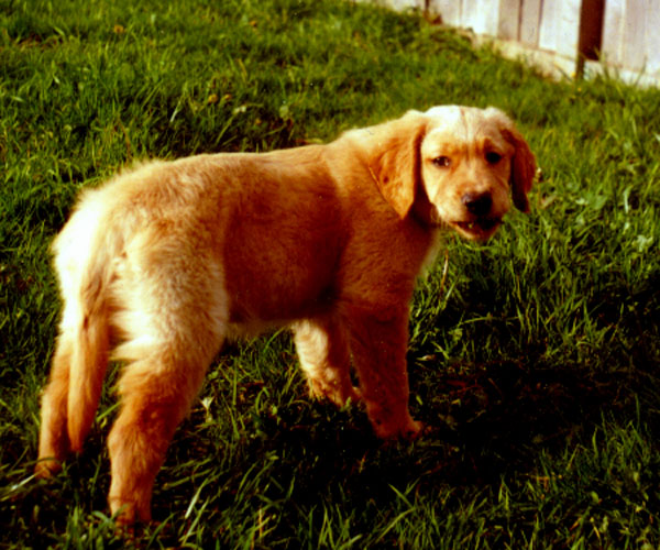 Teddy's got a big rock in her mouth!